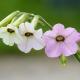 20120707-casino-fleur.jpg