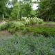 20120804-aquilon-hydrangea-paniculata-et-nepeta.jpg