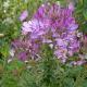 20120804-cleome.jpg