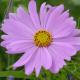 20120804-fleur.jpg