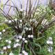 20120804-verveine-et-ophiogon.jpg