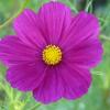 jardin bonnaire