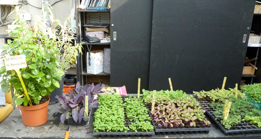 20160402 atelier plants